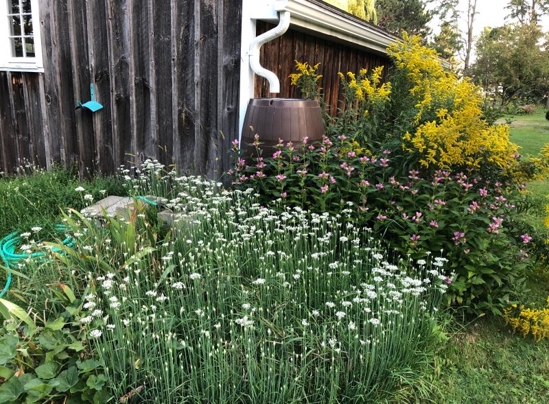 Photo of a rain barrel next to a house, garden