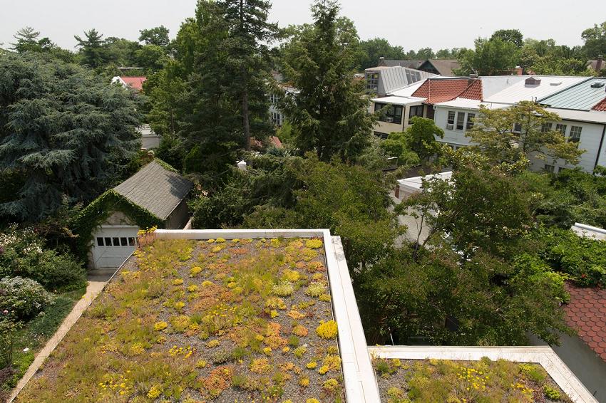 Green Roof photo
