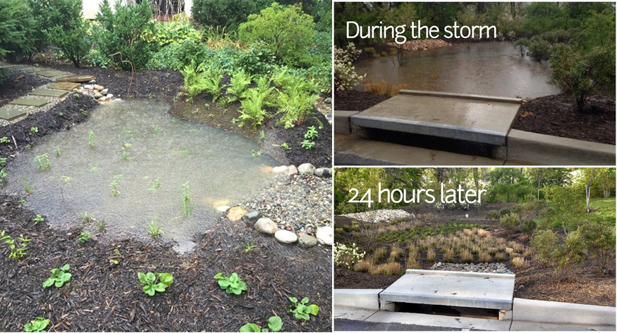 Rain Garden and Bioretention image