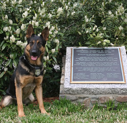 K-9