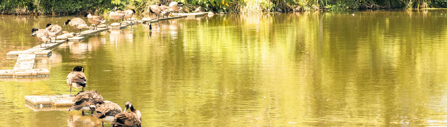 Image of geese standing on flat, stony surfaces sitting on water