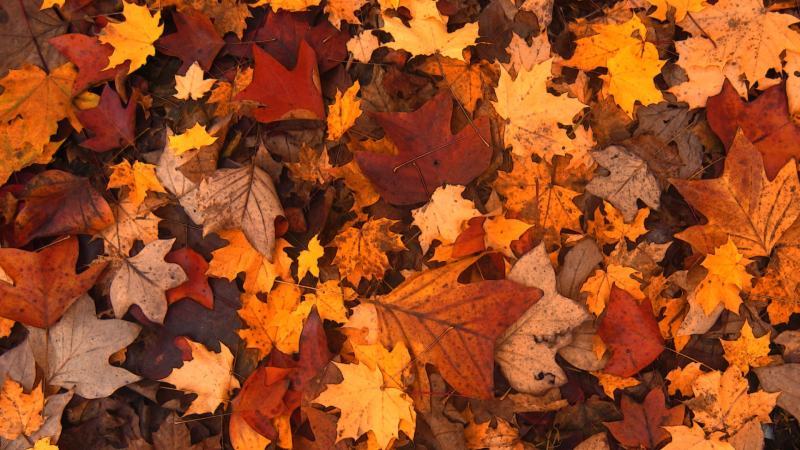 A close-up photo of a pile of yellow and brown fall leaves 