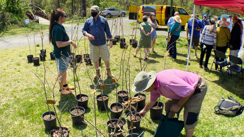 A group of small trees, ready to be planted, at the 2022 Cycling and Seedlings Earth Day event