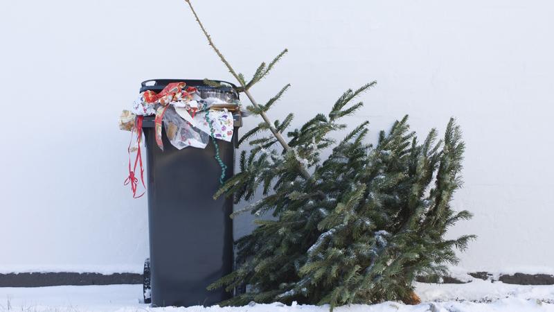 Christmas Tree at Curb for Recycling