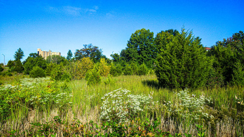 RPCA Community Award Winner 2022 Beautification The Telegraph & Duke Meadow Complex Image 1
