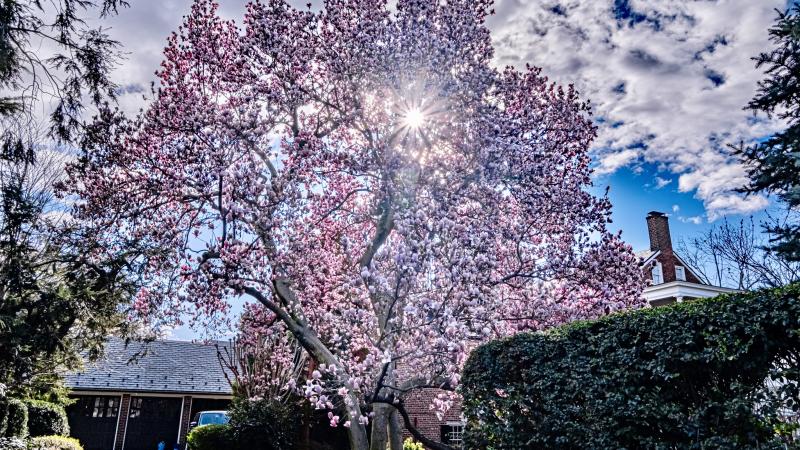 Large Cherry Blossom in Bloom with sun peeking through branches