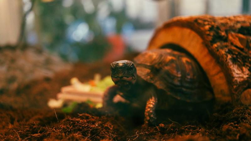 RPCA RO Jerome Buddie Ford Nature Center 43