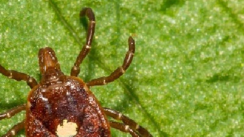 tick crawling on leaf