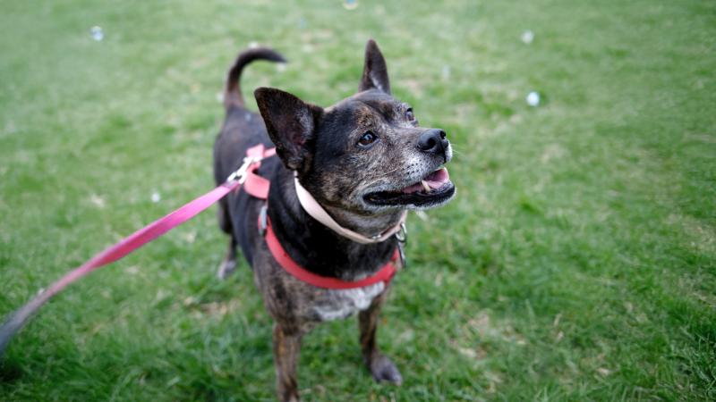 Dog Park Webbox 2