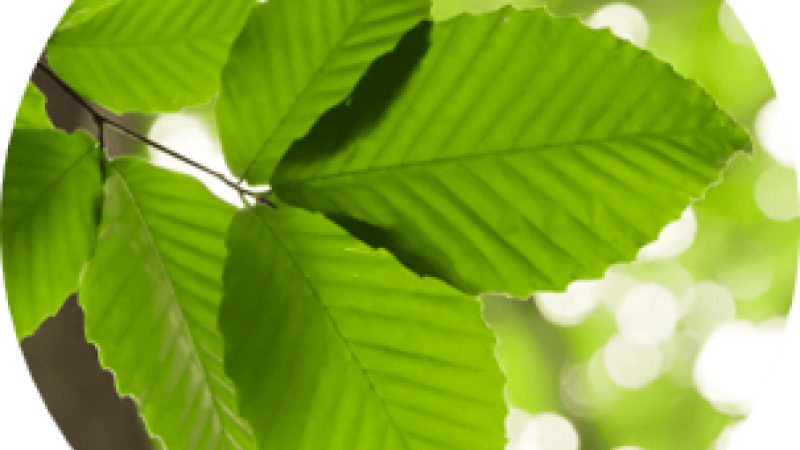 Circular image of leaves.