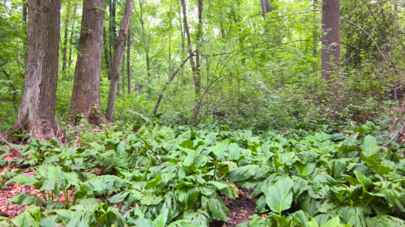 Image of the forest in Chinquapin with brown tree trunks and the floor of the forest covered in plants