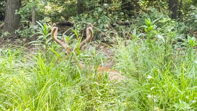 Deer in Alexandria looking at the camera camouflaged in the shrubbery