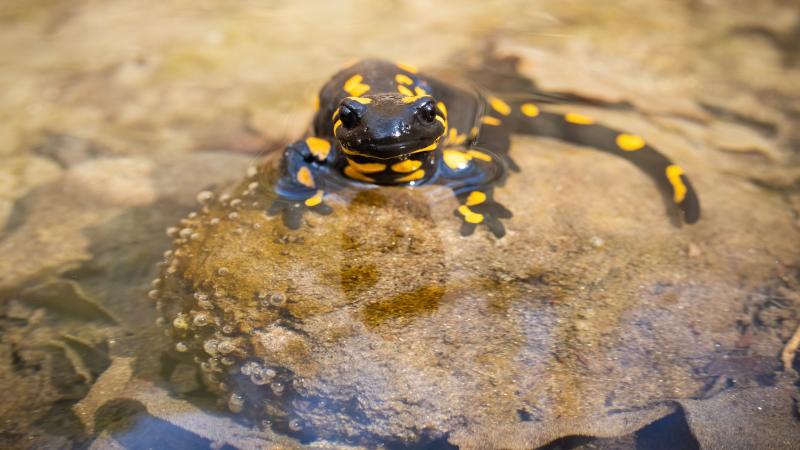 Image of the spotted salamander submerged in clear stream water except for its eyes and tip of its nose sitting atop a rock also submerged in water