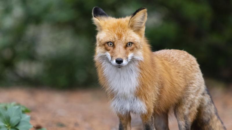 Image of a fox looking directly at the camera with a blurred dirt and bush background