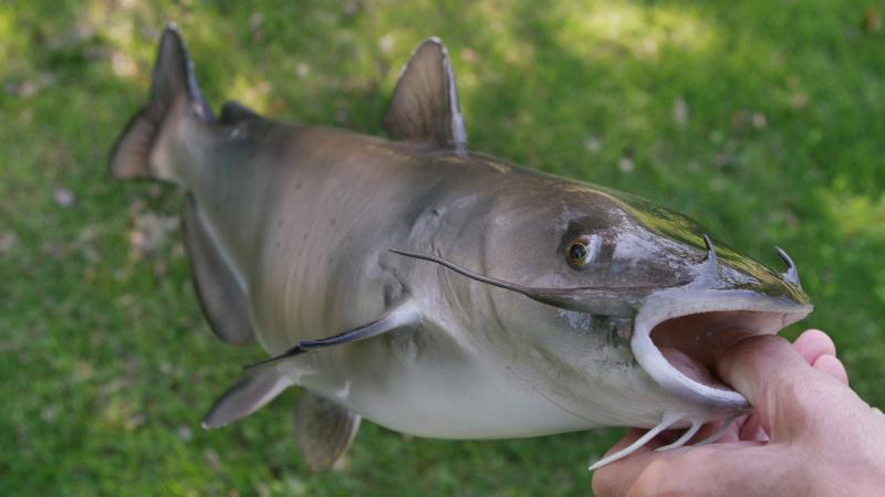 Catfish out of water with an adult thumb in its mouth