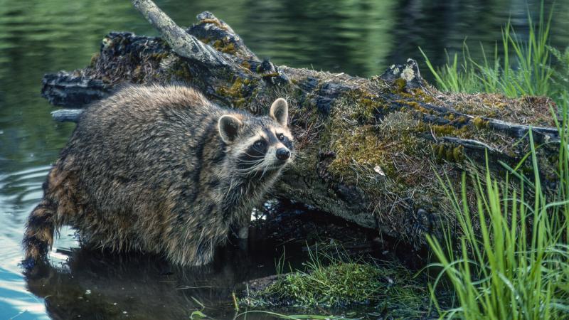 Image of a racoon coming out of water next to a log covered in moss