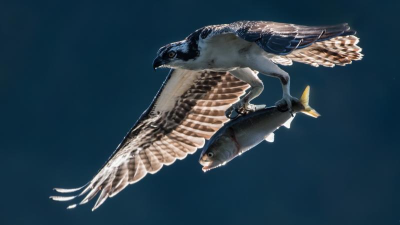 Hawk with a fish in its claws while flying