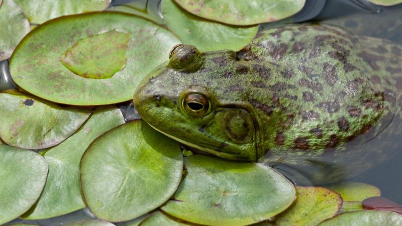 Image of an American Bullfrog halfway submerged in water and head resting on water lilypads