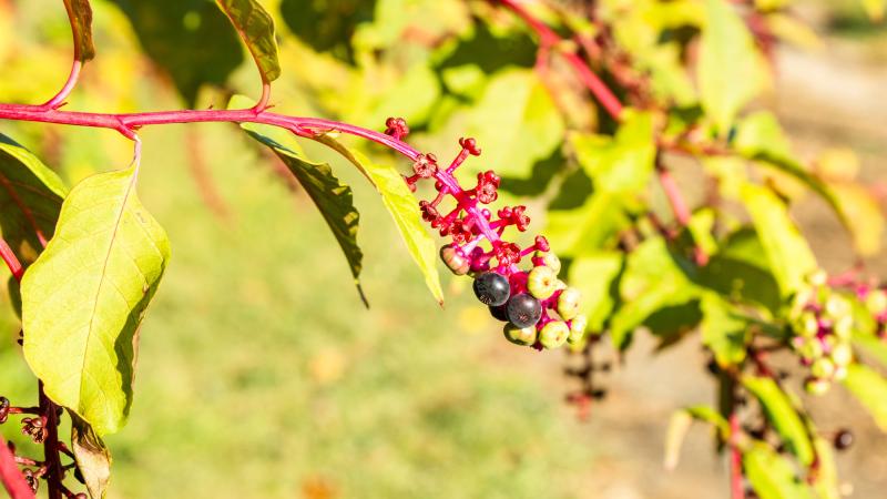 Image of pokeweed