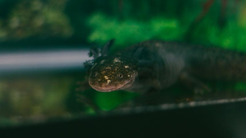 Image of axolotl at Jerome Buddie Ford Nature Center