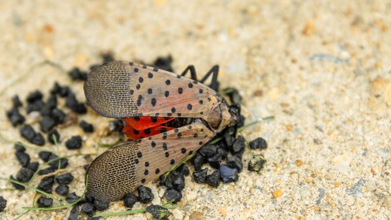 Image of spotted lantern fly 
