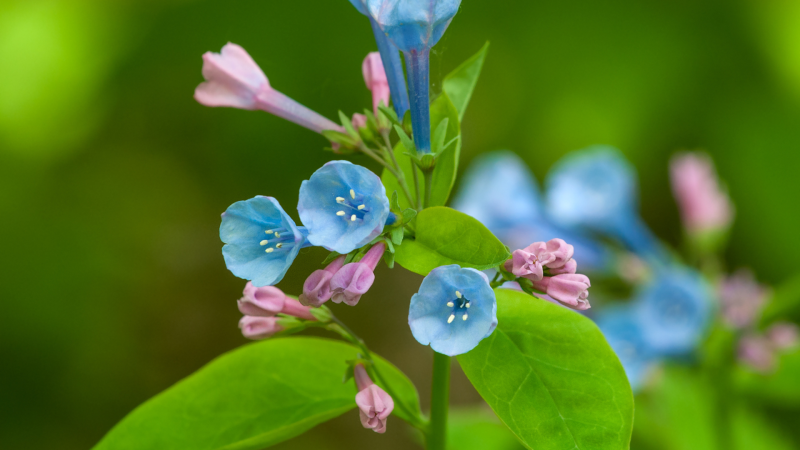 Virginia bluebells (Mertensia virginica) with the full blooms in blue and the buds in purple on a green stem with green leaves