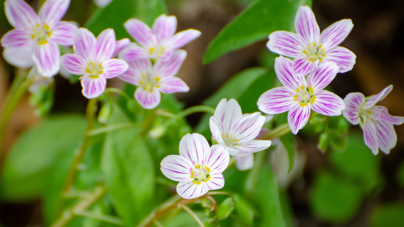 Virginia spring beauty (Claytonia virginiana) which has dainty white and pink flowers