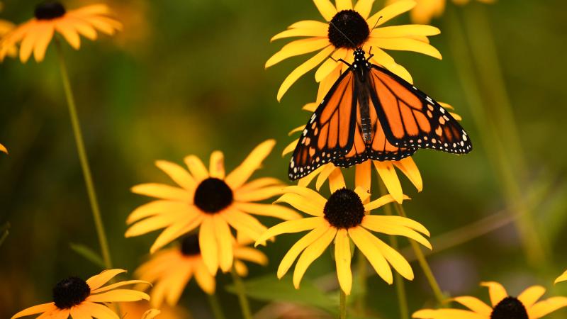 Monarch butterfly on black eyed susans