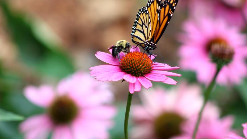 Native bee and monarch butterfly on an eastern purple coneflower