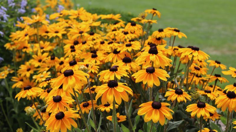 Black eyed susans