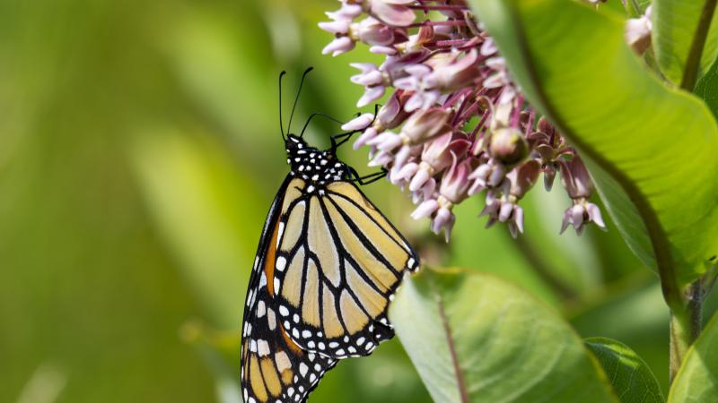Common Milkweed with Monarch Butterfly on it