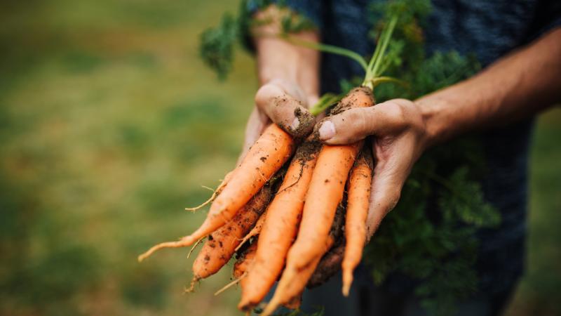 Hands holding carrots. There's dirt all over the vegetables and hands