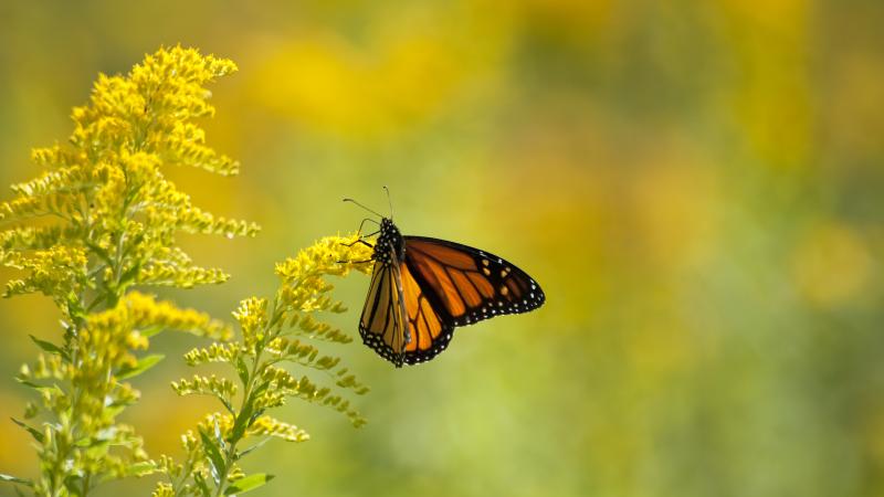 Monarch butterfly on the golden rod native plant