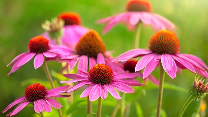 Echinacea flowers Echinacea purpurea 