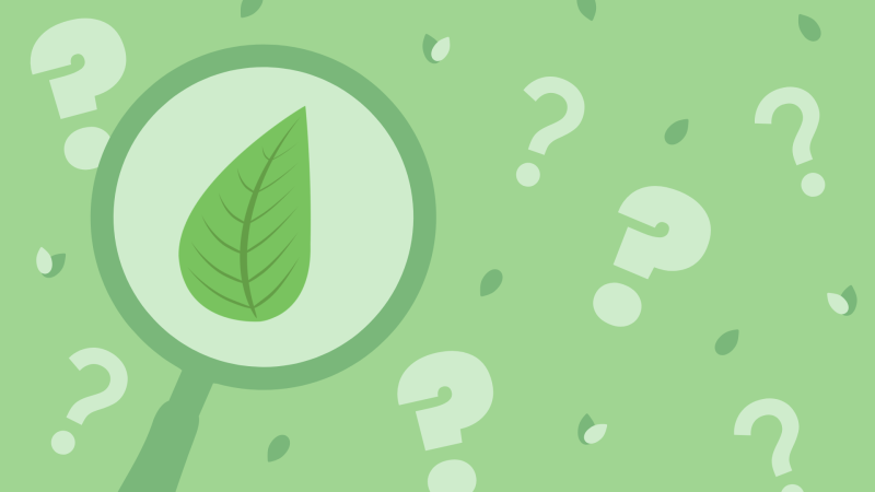 Graphic with different shades of green, question marks in different thickness and sizes, and simple leaf in smaller size and a magnifying glass on the left with a leaf graphic