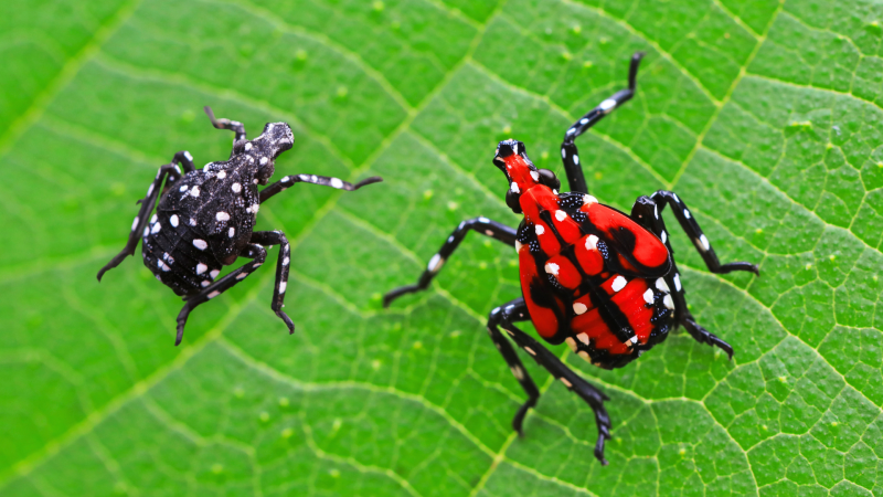 Spotted Lanternfly Nymphs Joint Webbox