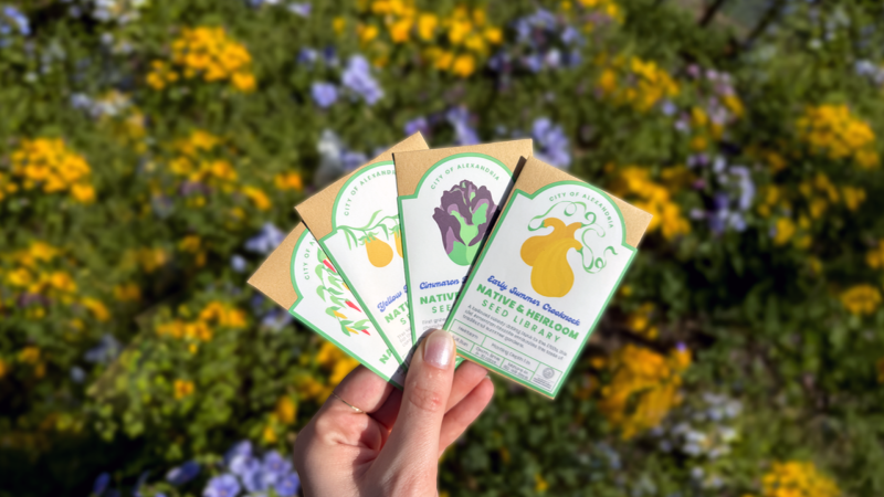 Hand holding four seed packets from the Native Heirloom and Seed Library with a background of yellow and purple flowers and green leaves