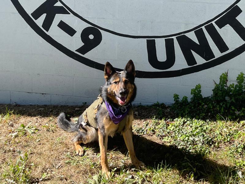 Police Dog Wearing Purple Bandana  on DVAM2