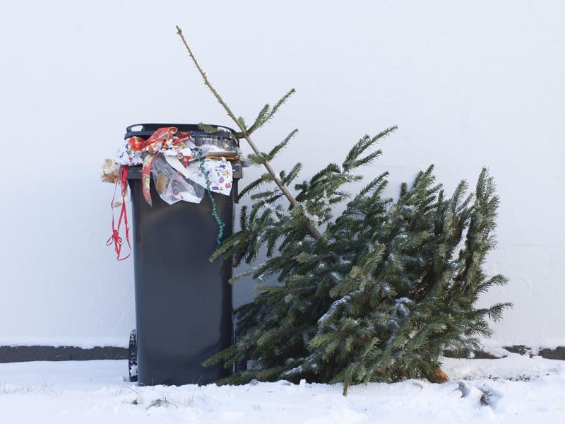 Christmas Tree at Curb for Recycling