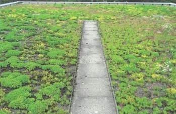 Duncan Library Green Roof photo