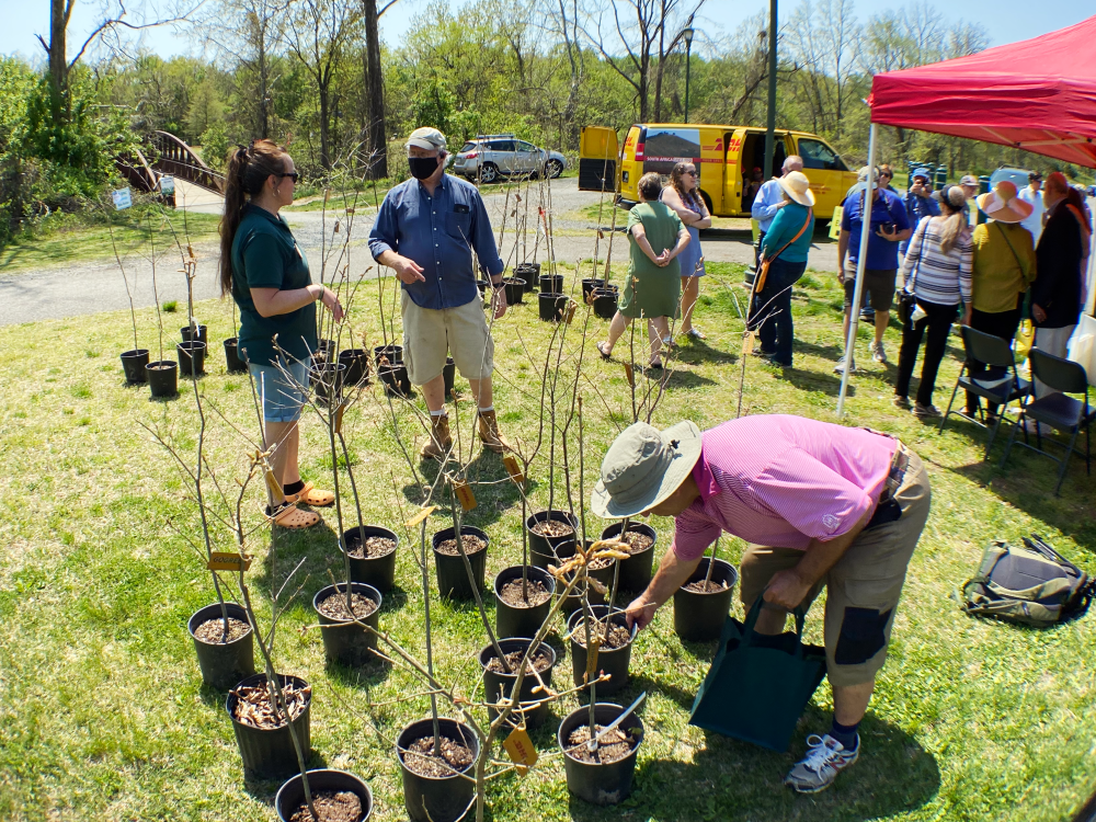 A group of small trees, ready to be planted, at the 2022 Cycling and Seedlings Earth Day event