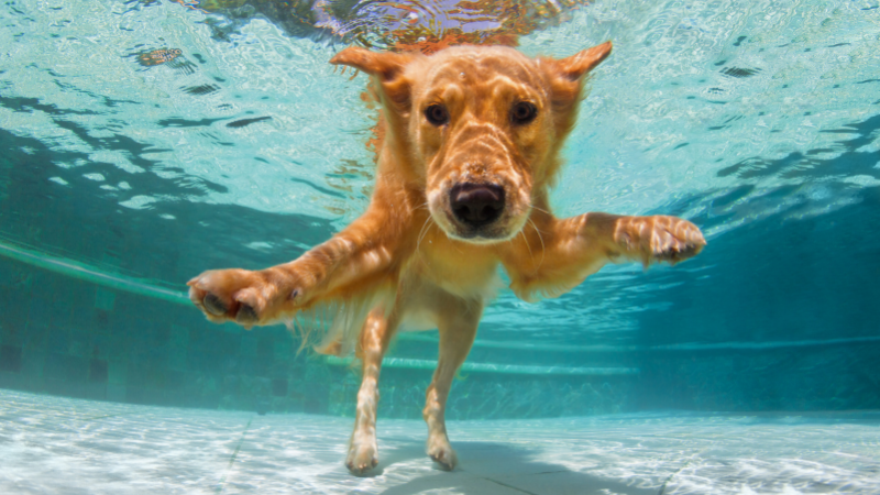 golden retriever underwater
