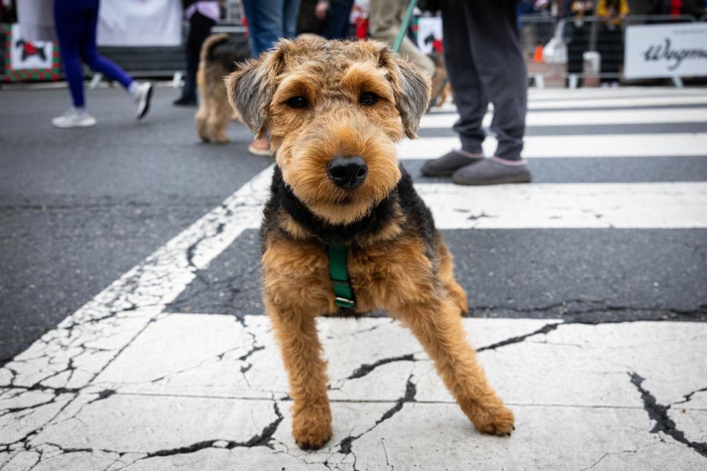dog looking straight ahead in crosswalk