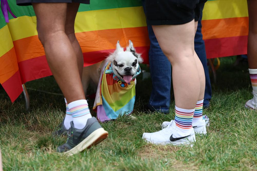 Dog in front of rainbow tablecloth at Alexandria Pride 2026