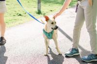 RPCA RO Animals in the Park 2