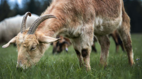 goat in foreground eating grass