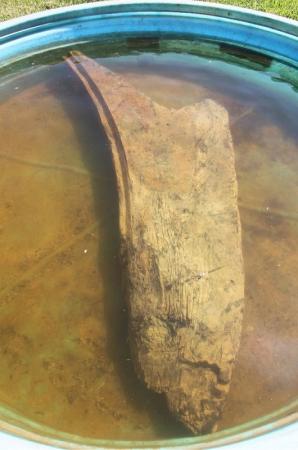 Bow stem undergoing conservation, in chemical bath