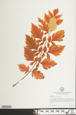 Alexandria Herbarium specimen example