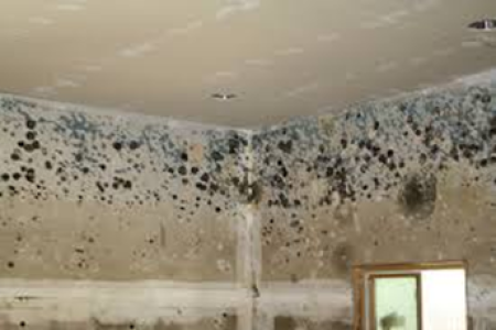 spotty mold on walls