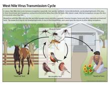 West Nile